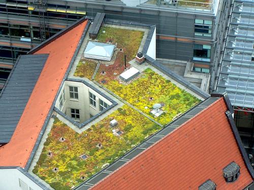 Sedum roof from bird's eye view